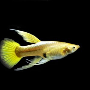 Full Gold 24k Guppy (Pair)