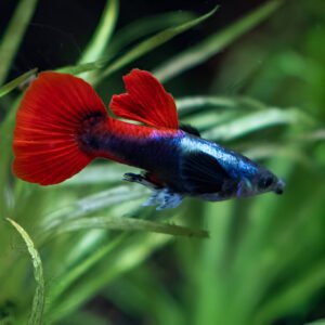 Red tail platinum Dumbo ear Guppy (Pair)