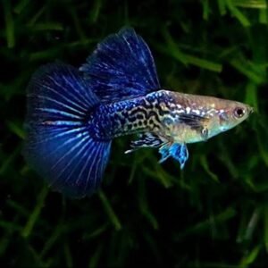 Blue Dragon Dumbo Ear Guppy (Pair)