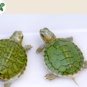 Red Eared Slider Turtle (Pair)