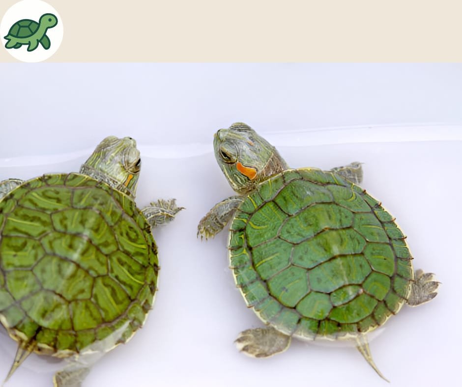 Red Eared Slider Turtle (Pair)