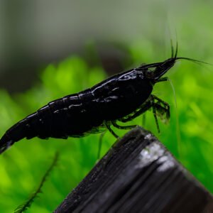 Black Shrimp (Pair)