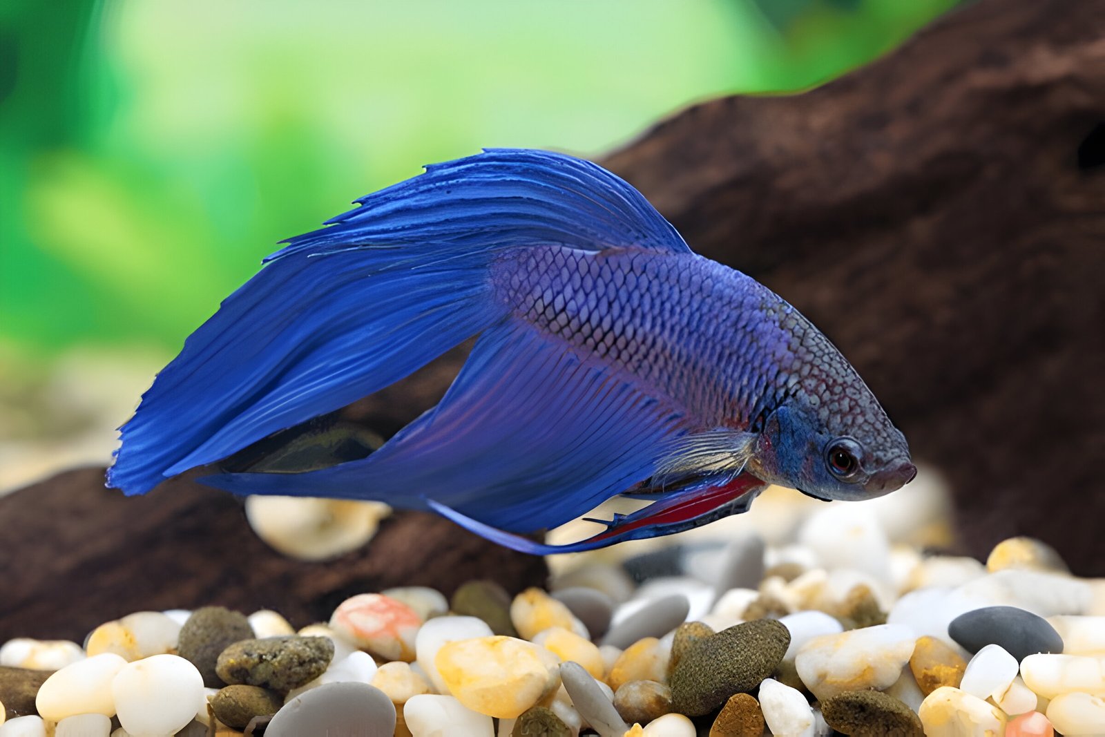 Blue Betta Normal (Male)