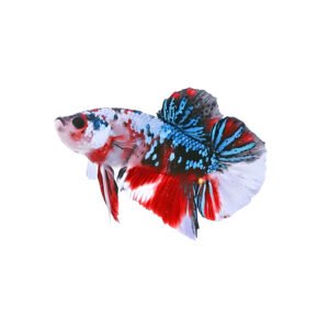 Candy Koi Plakat Betta (Male)