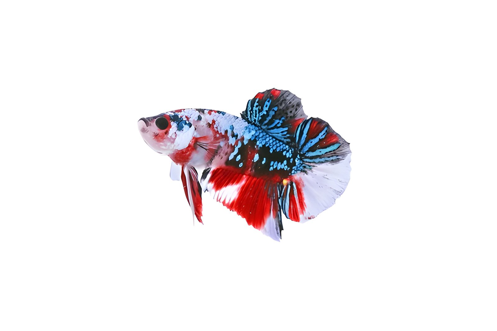 Candy Koi Plakat Betta (Male)