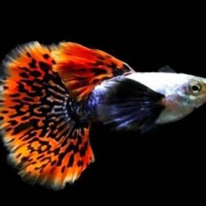 Chilli Mosaic Dumbo Ear Guppy (Pair)