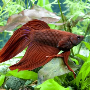 Saffron Red Normal Betta (Male)