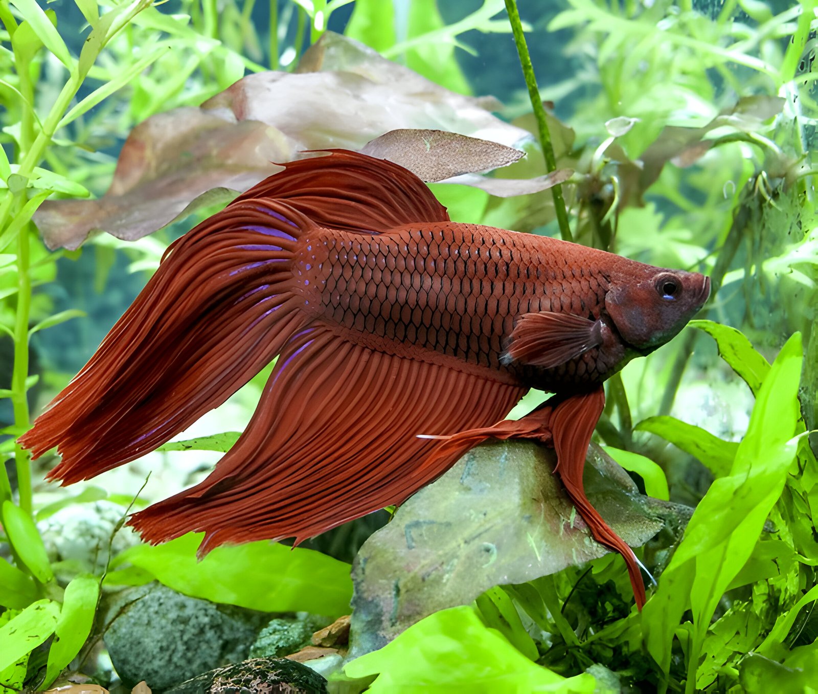 Saffron Red Normal Betta (Male)