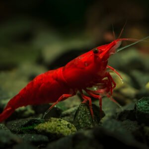 Fire red shrimp (Pair)