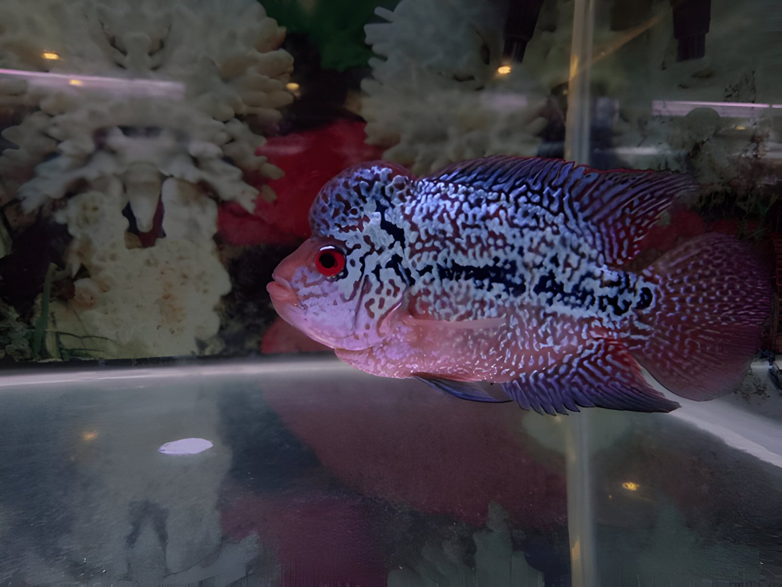 Flowerhorn Cichlid (2.5-inch Juvenile) - Image 3