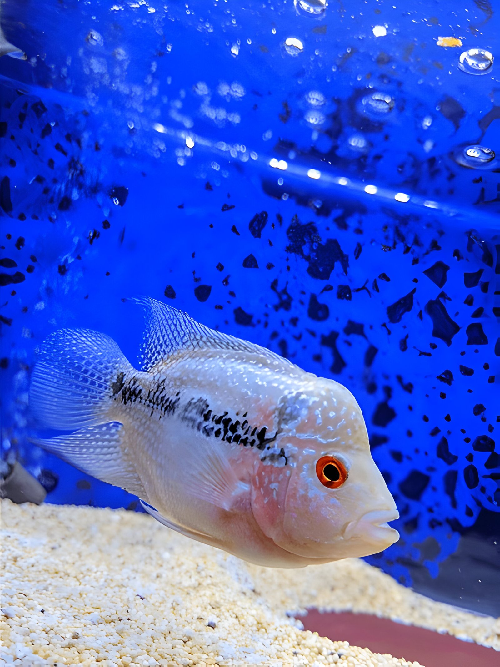 Flowerhorn Cichlid (2.5-inch Juvenile) - Image 2