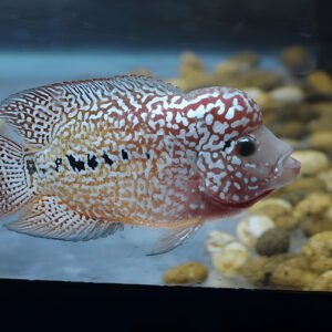 Flowerhorn Cichlid (2.5-inch Juvenile)