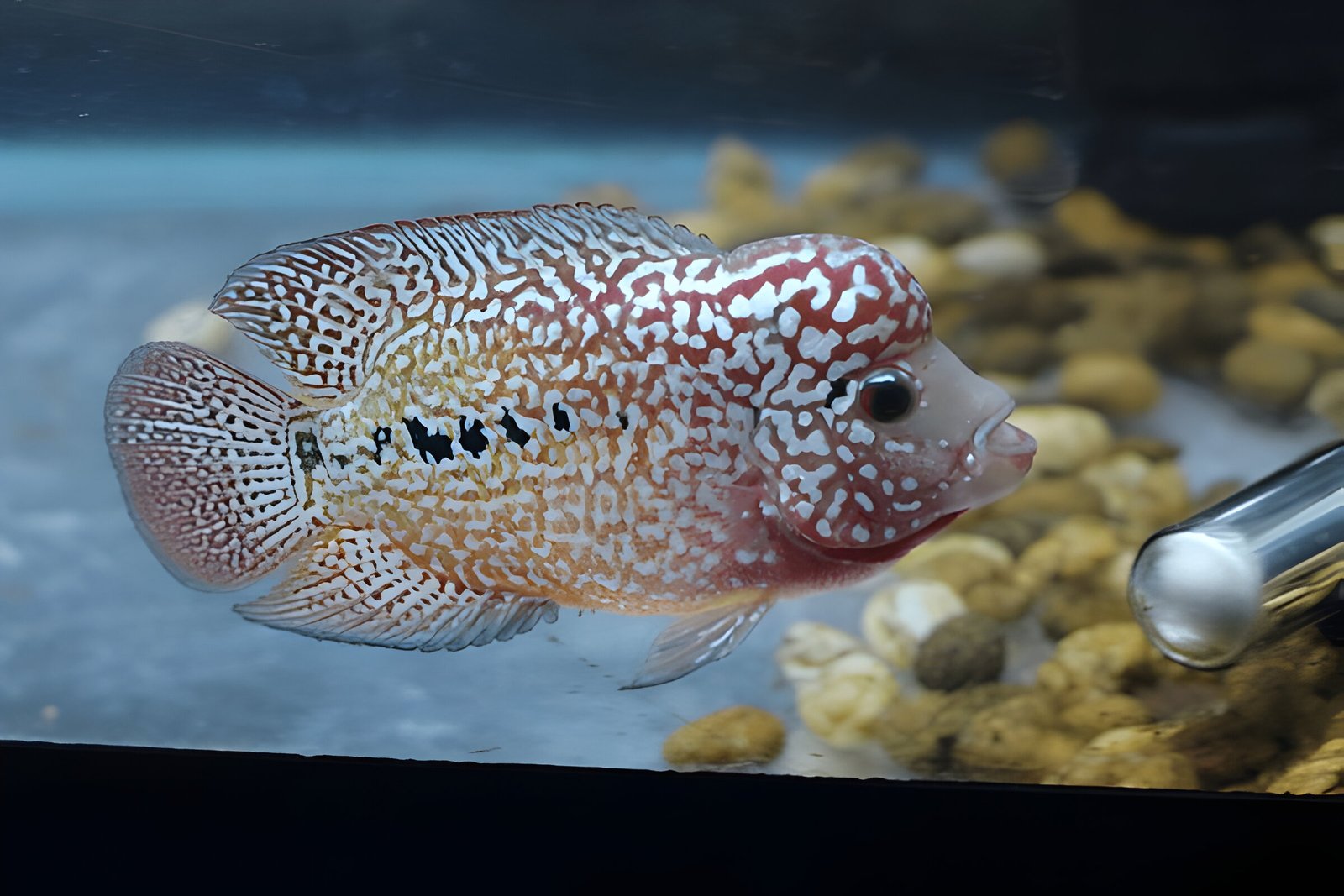 Flowerhorn Cichlid (2.5-inch Juvenile)