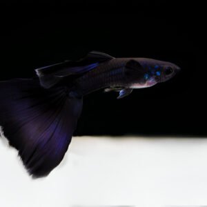 Full black Guppy (Pair)