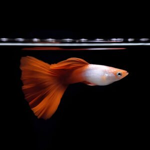 Silverado Rose tail guppy (Pair)