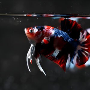 Galaxy Nemo Plakat Betta (Male)