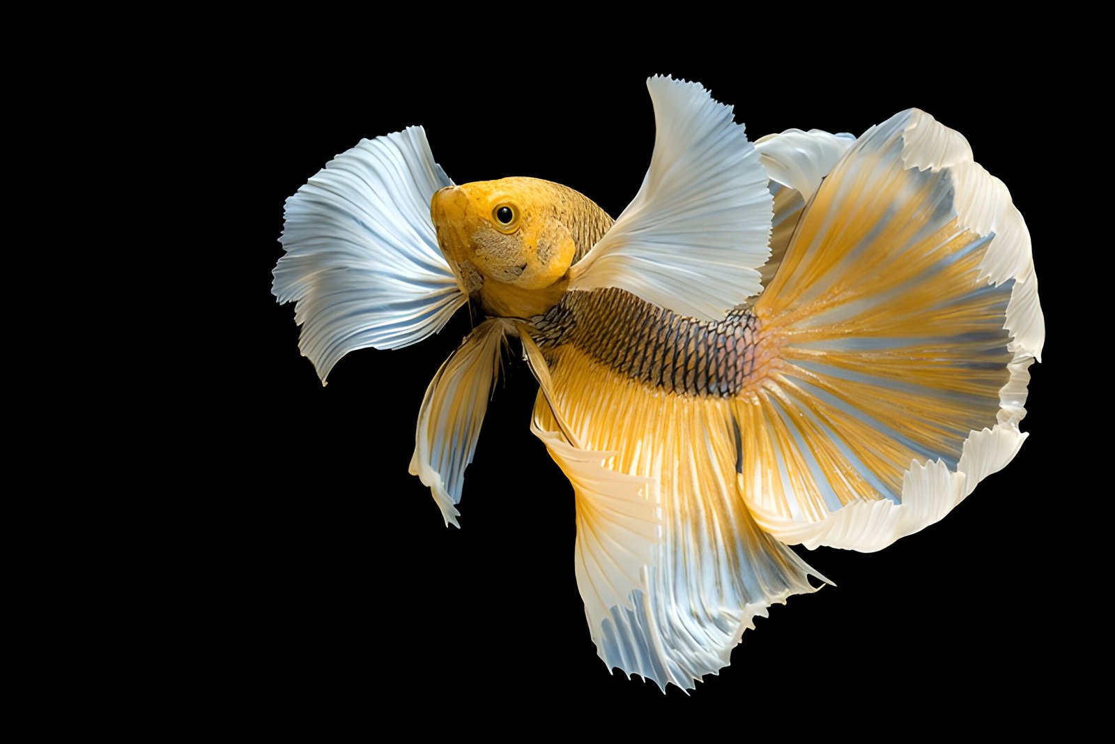 Gold Yellow Dragon Dumbo-Ear Betta (Male) - Image 2