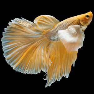 Gold Yellow Dragon Dumbo-Ear Betta (Male)