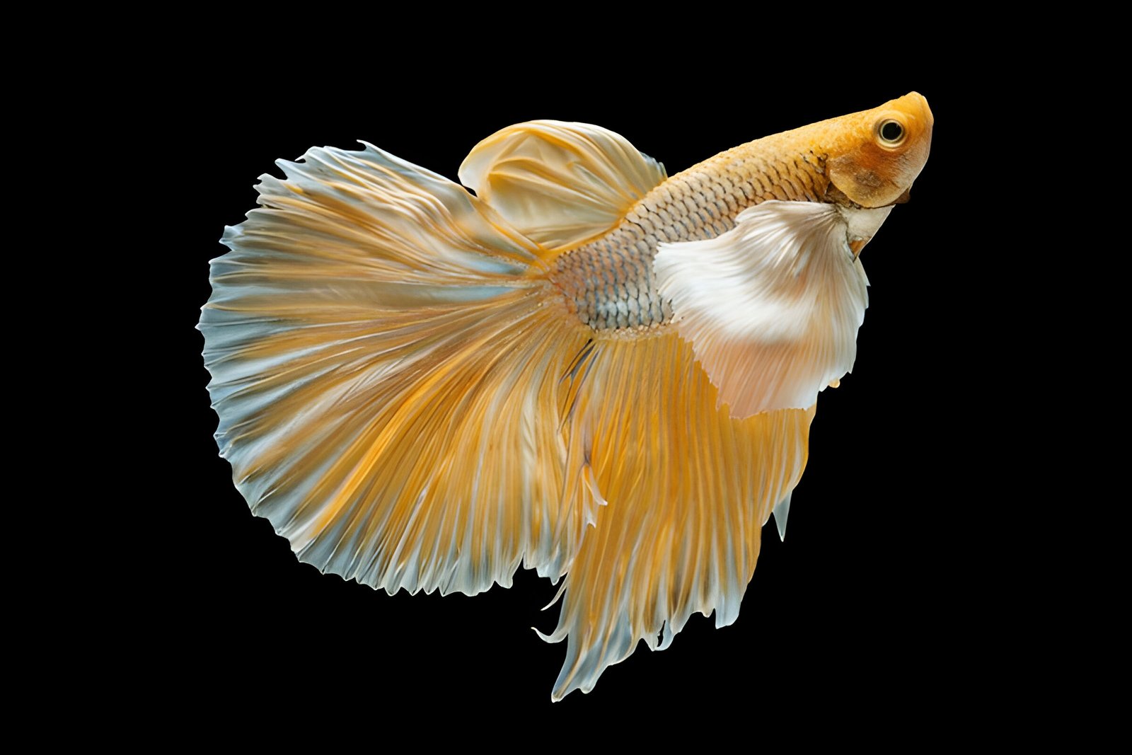 Gold Yellow Dragon Dumbo-Ear Betta (Male)