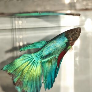Green Metallic Normal Betta (Male)