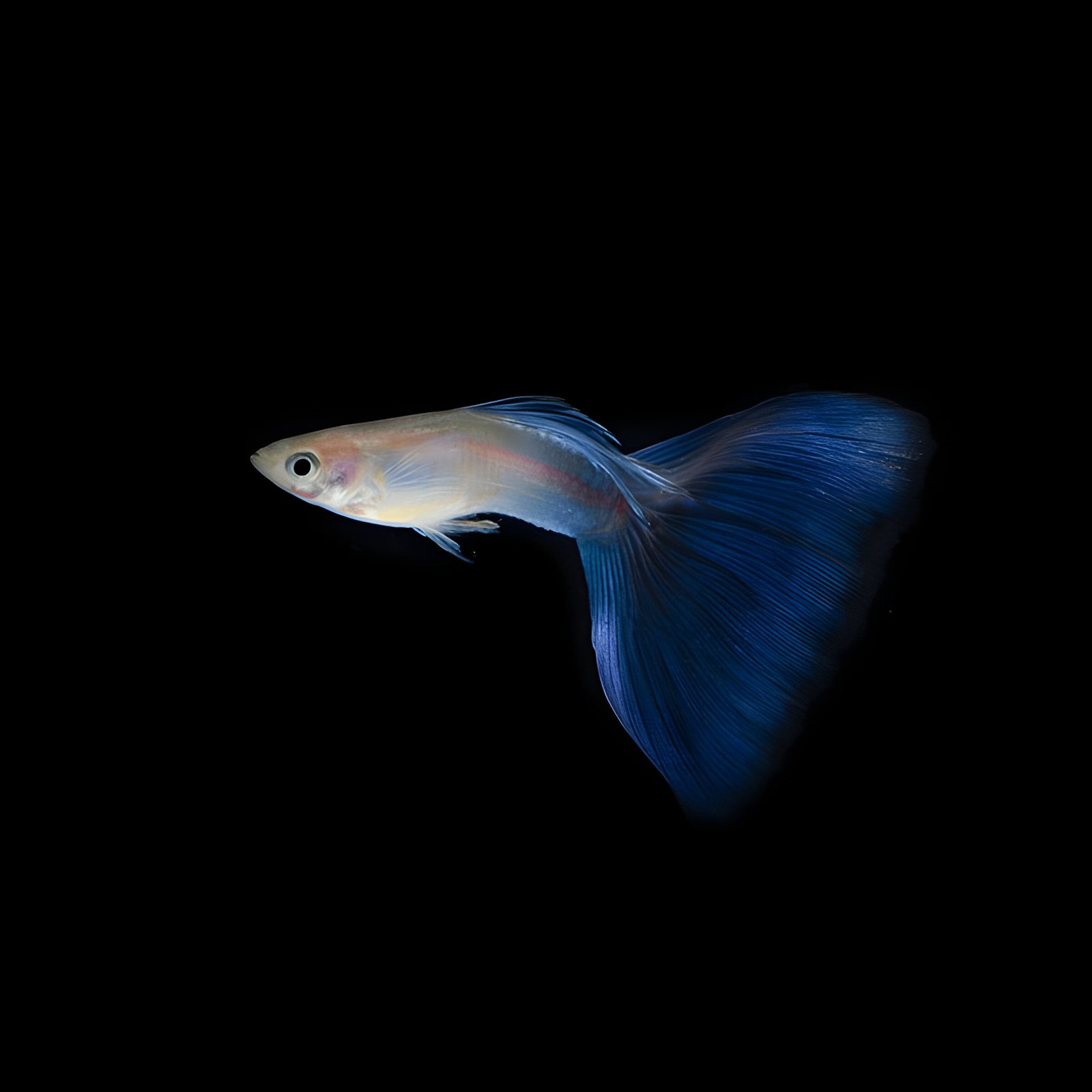 Japanese Blue Tail Guppy (Pair) - Image 2