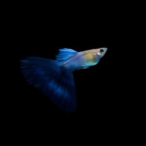 Japanese Blue Tail Guppy (Pair)