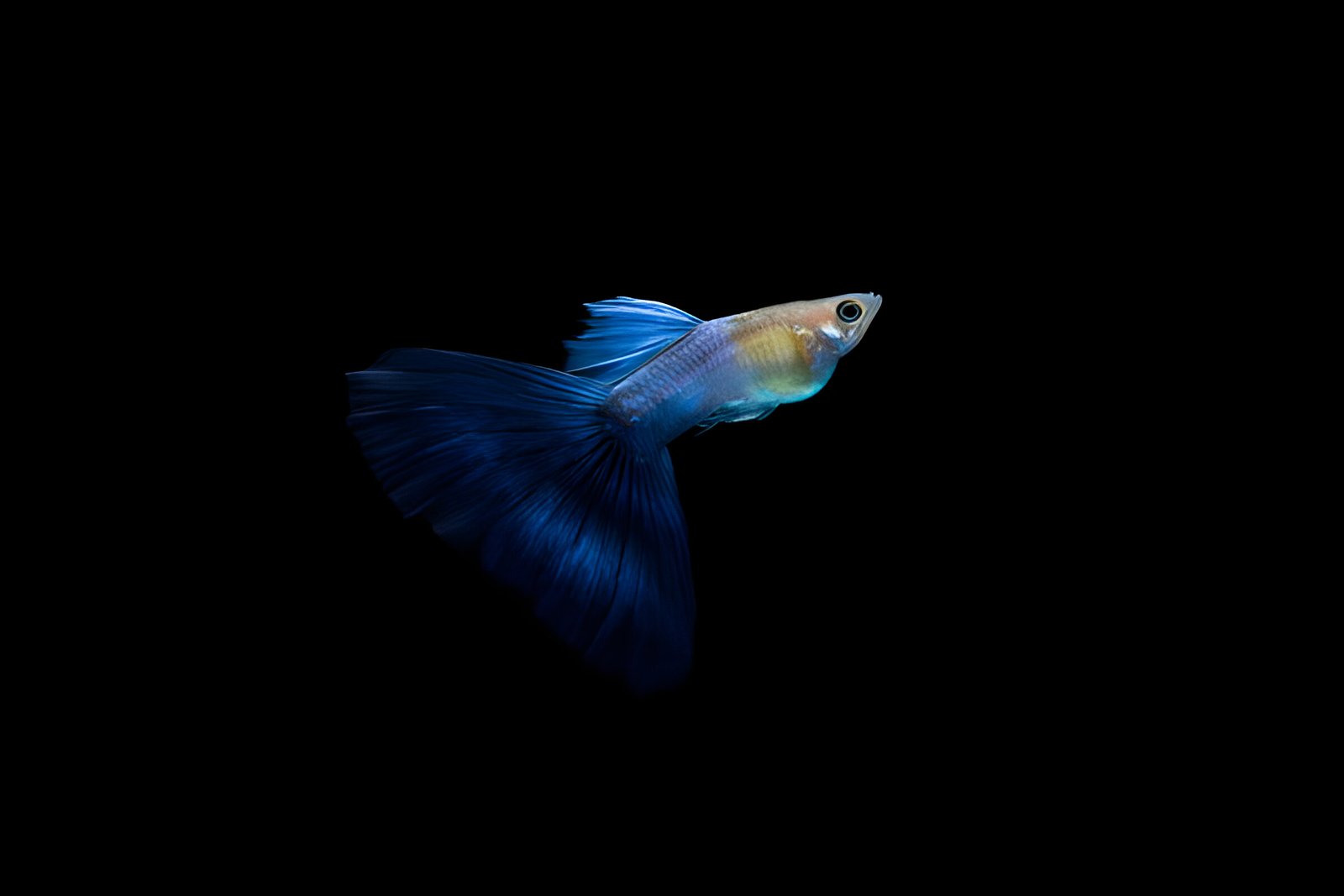 Japanese Blue Tail Guppy (Pair)