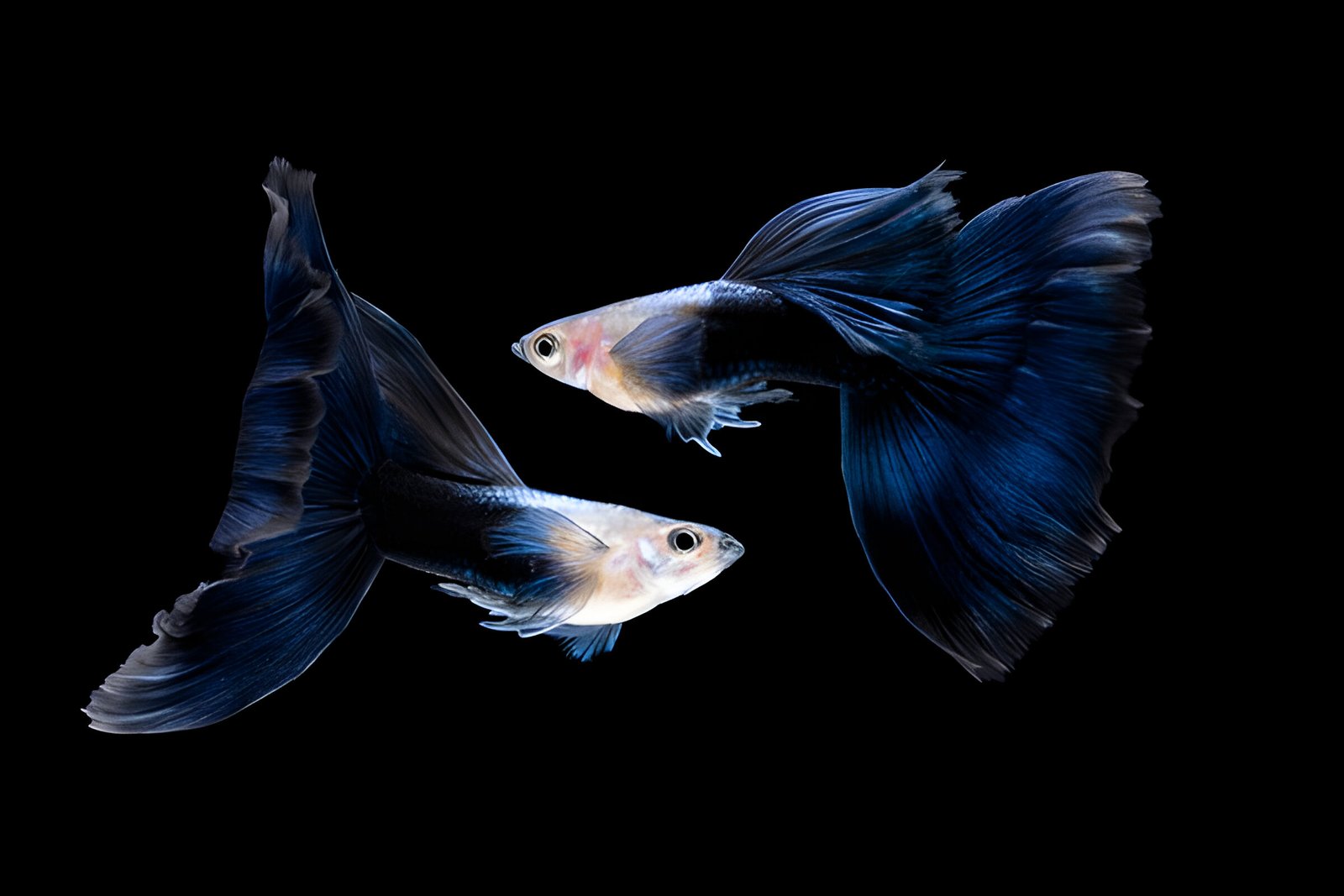 Japanese Blue Tail Guppy (Pair) - Image 3
