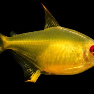 Lemon Tetra (Pair)