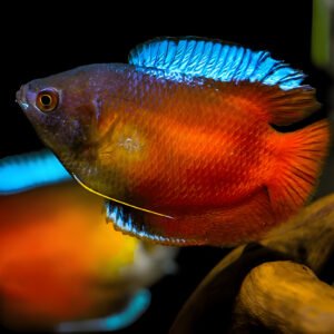 Lily Gourami (Piece)