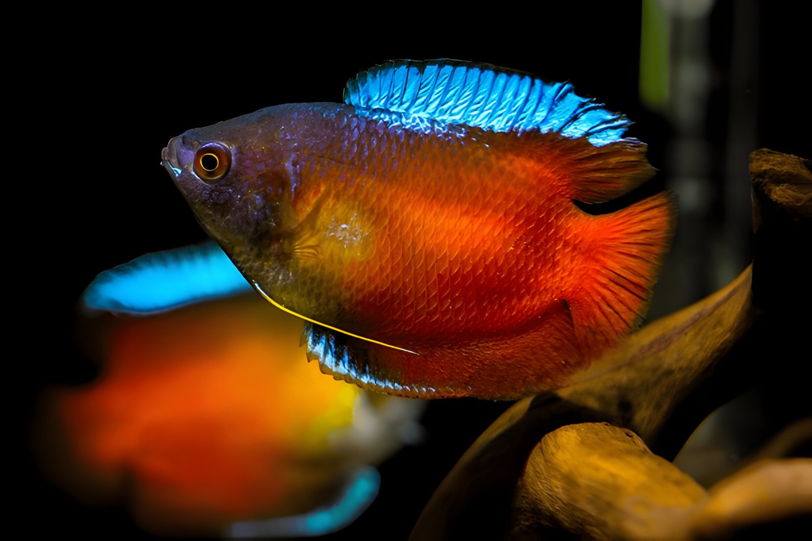 Lily Gourami (Piece)