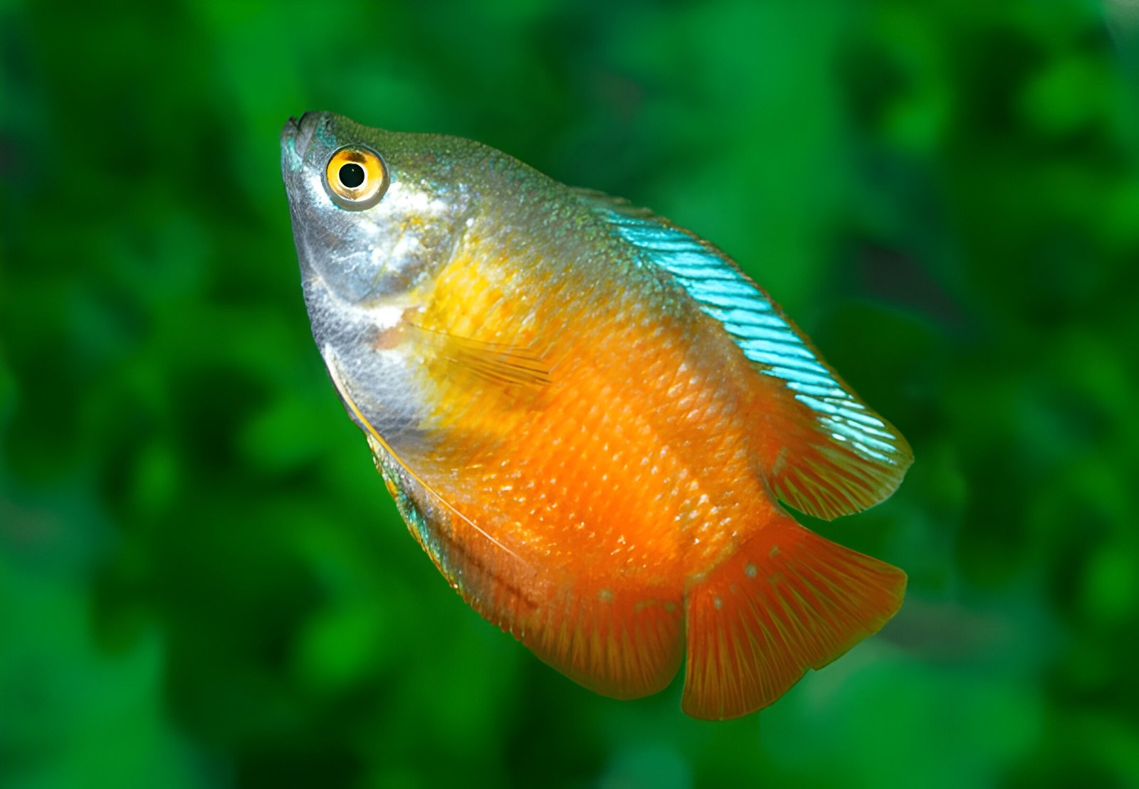 Lily Gourami (Piece) - Image 2