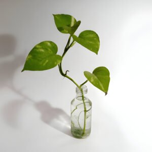 Money Plant (Stem Cutting)