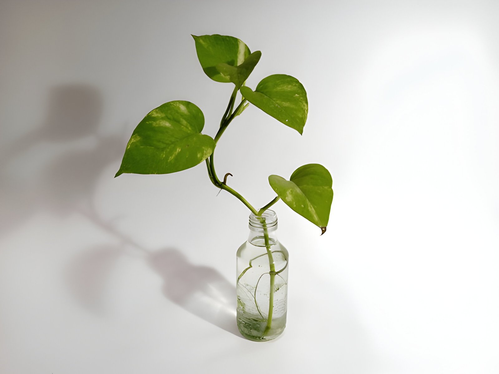 Money Plant (Stem Cutting)