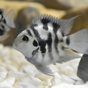 polar parrot fish (Pair)