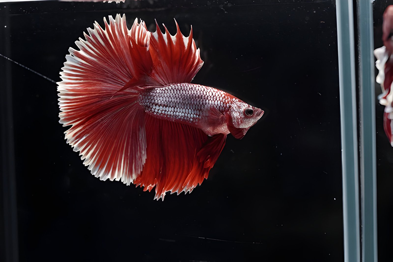Red Fancy HM Betta (Male)