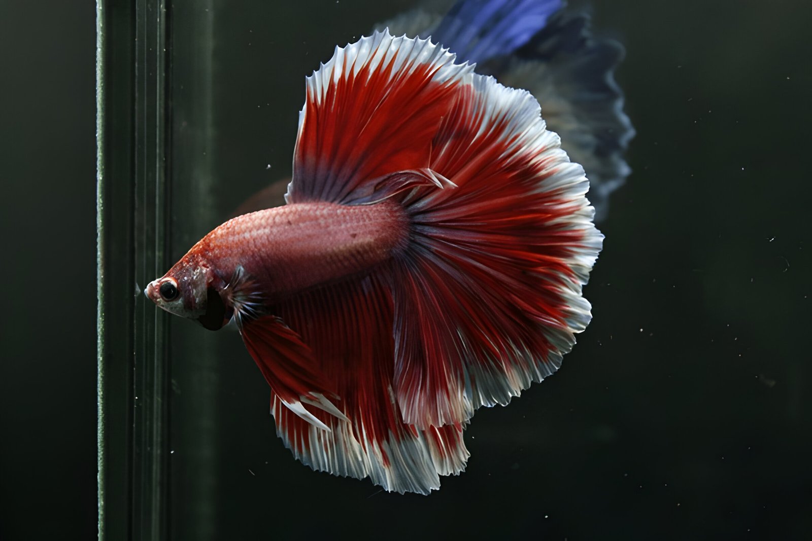 Red Fancy HM Betta (Male) - Image 2