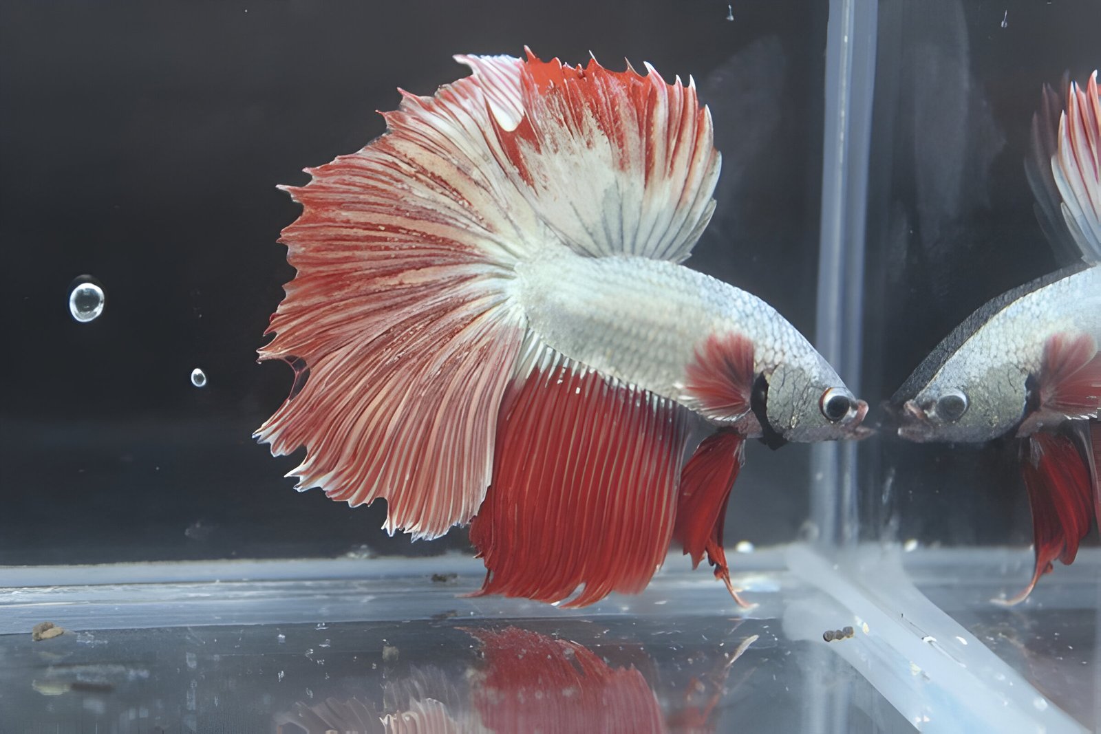 Red Fancy HM Betta (Male) - Image 3