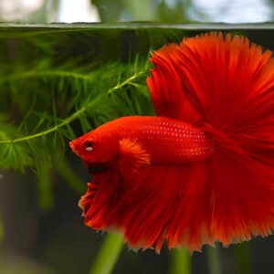 Red Full-Moon Betta (Male)