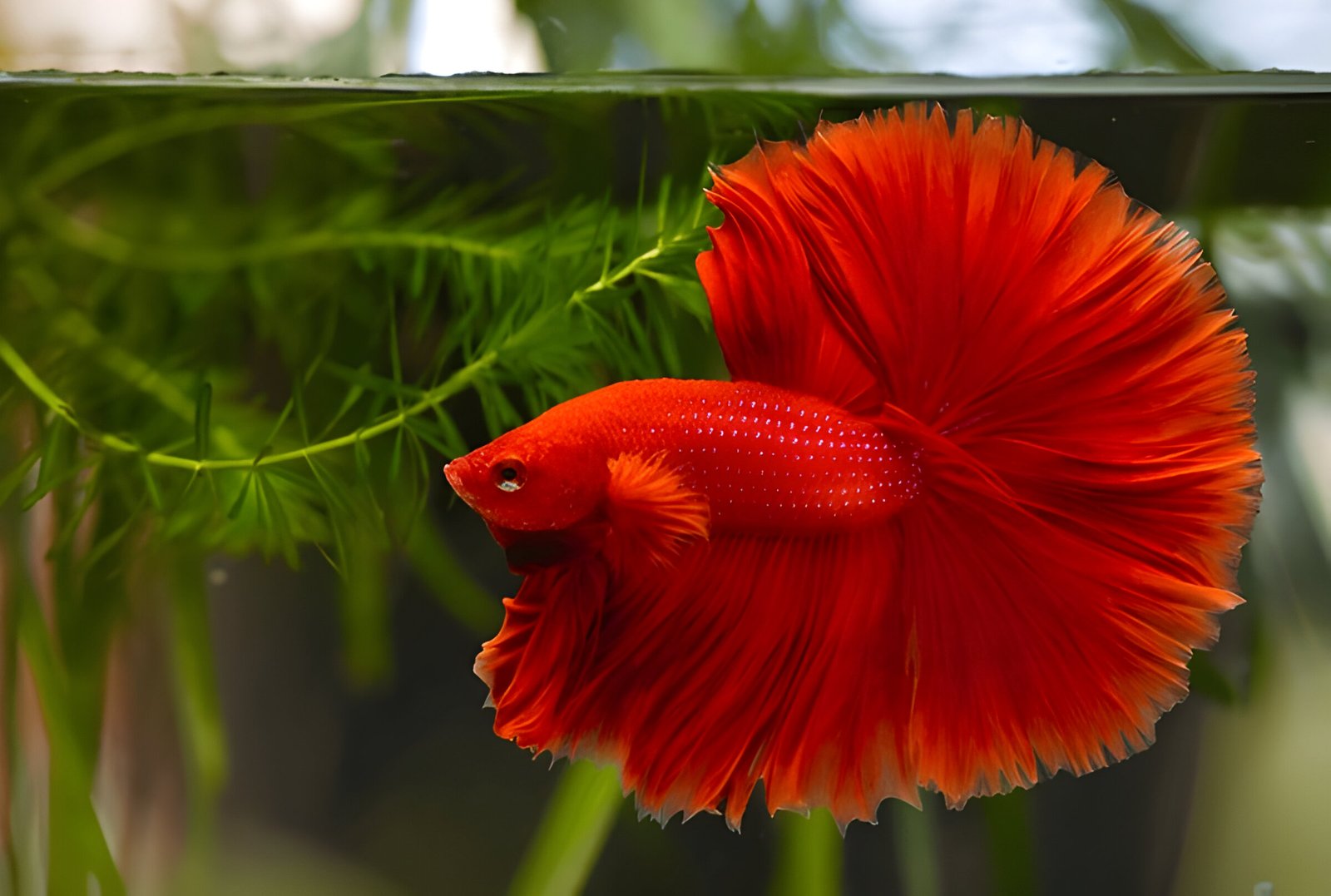 Red Full-Moon Betta (Male)
