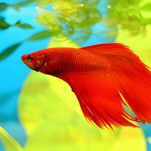 Red Betta Normal (Male)