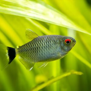 Red Eye Tetra (Pair)