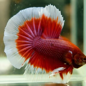 Rosetail Full-Moon Betta (Male)