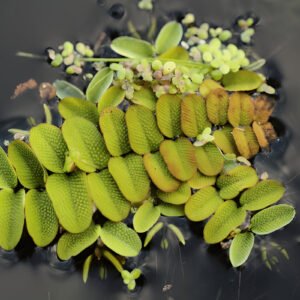 Salvinia natans (Floating Plant)