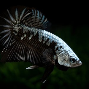 Black Samurai Betta Fish (Male)- AquaHut