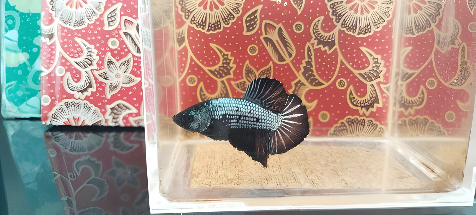 Black Samurai Betta Fish (Male)- AquaHut - Image 3