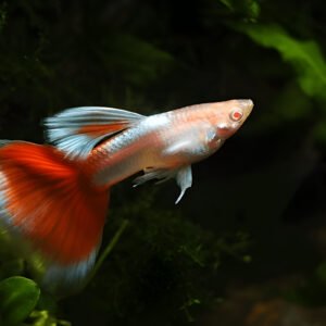 Santa Claus Guppy (Pair)