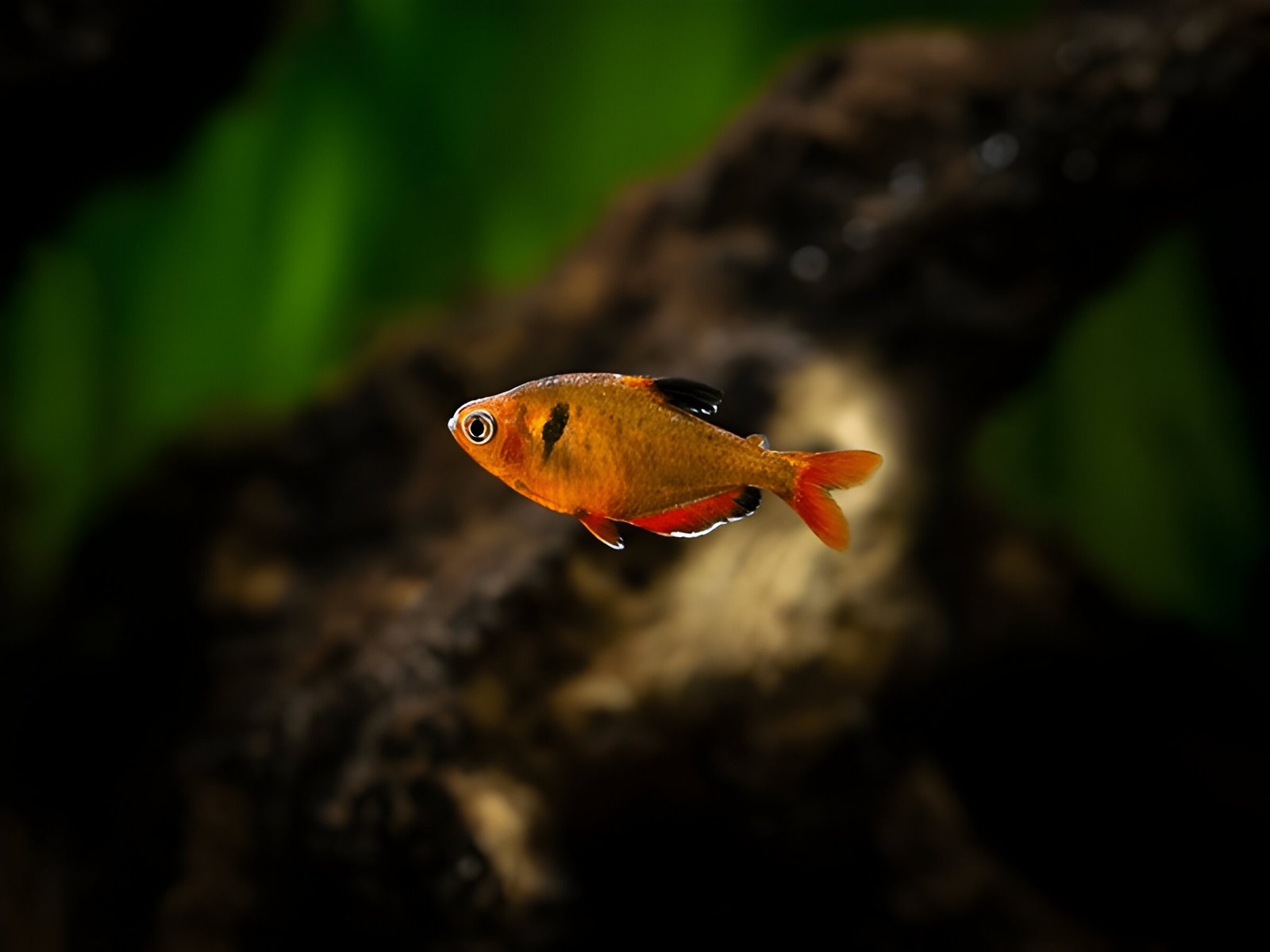 Serpae Tetra (Pair) - Image 2