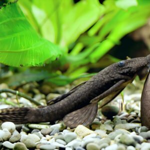 Sucker Catfish (Piece)