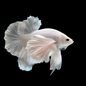 Super White Dumbo-Ear Betta (Male)